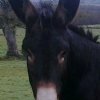 bill